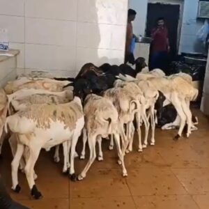 اضاحي 1446هـ